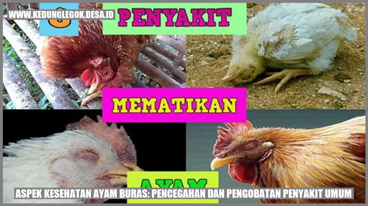 Aspek Kesehatan Ayam Buras: Pencegahan dan Pengobatan Penyakit Umum