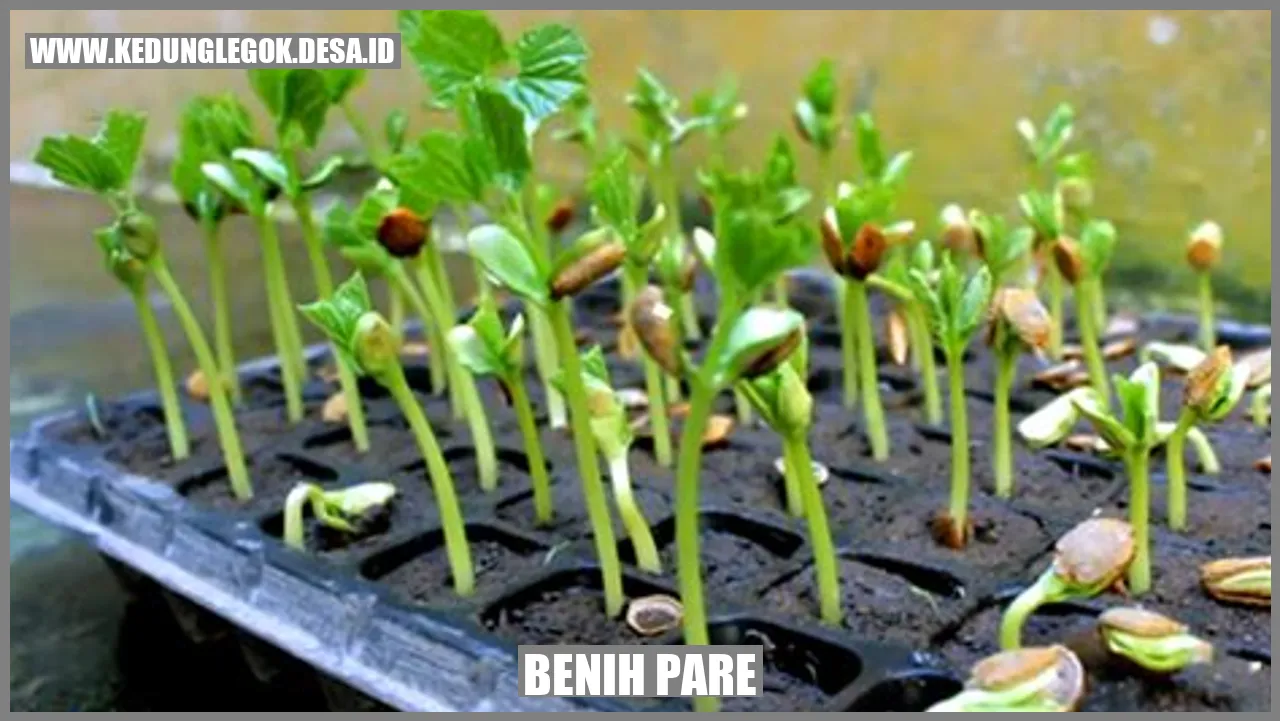 Benih Pare