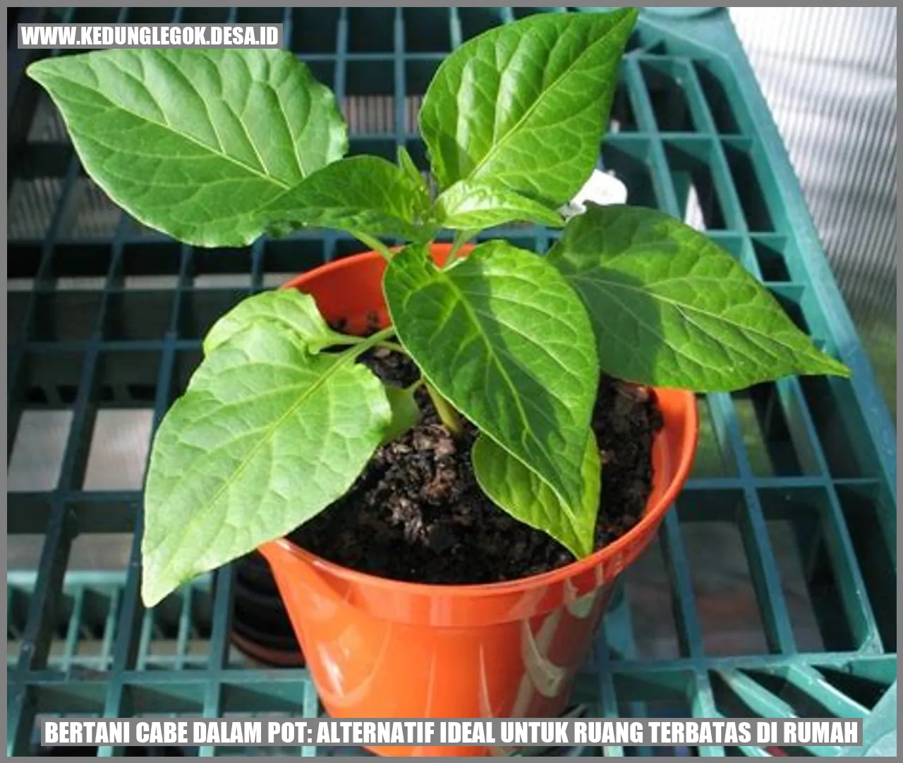 Bertani Cabe dalam Pot: Alternatif Ideal untuk Ruang Terbatas di Rumah