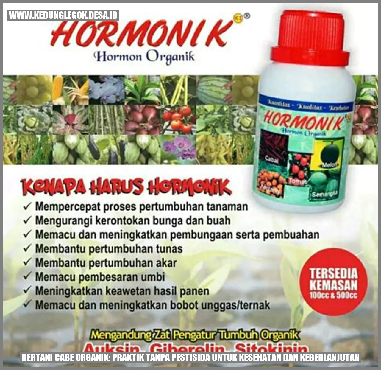 Bertani Cabe Organik Tanpa Pestisida