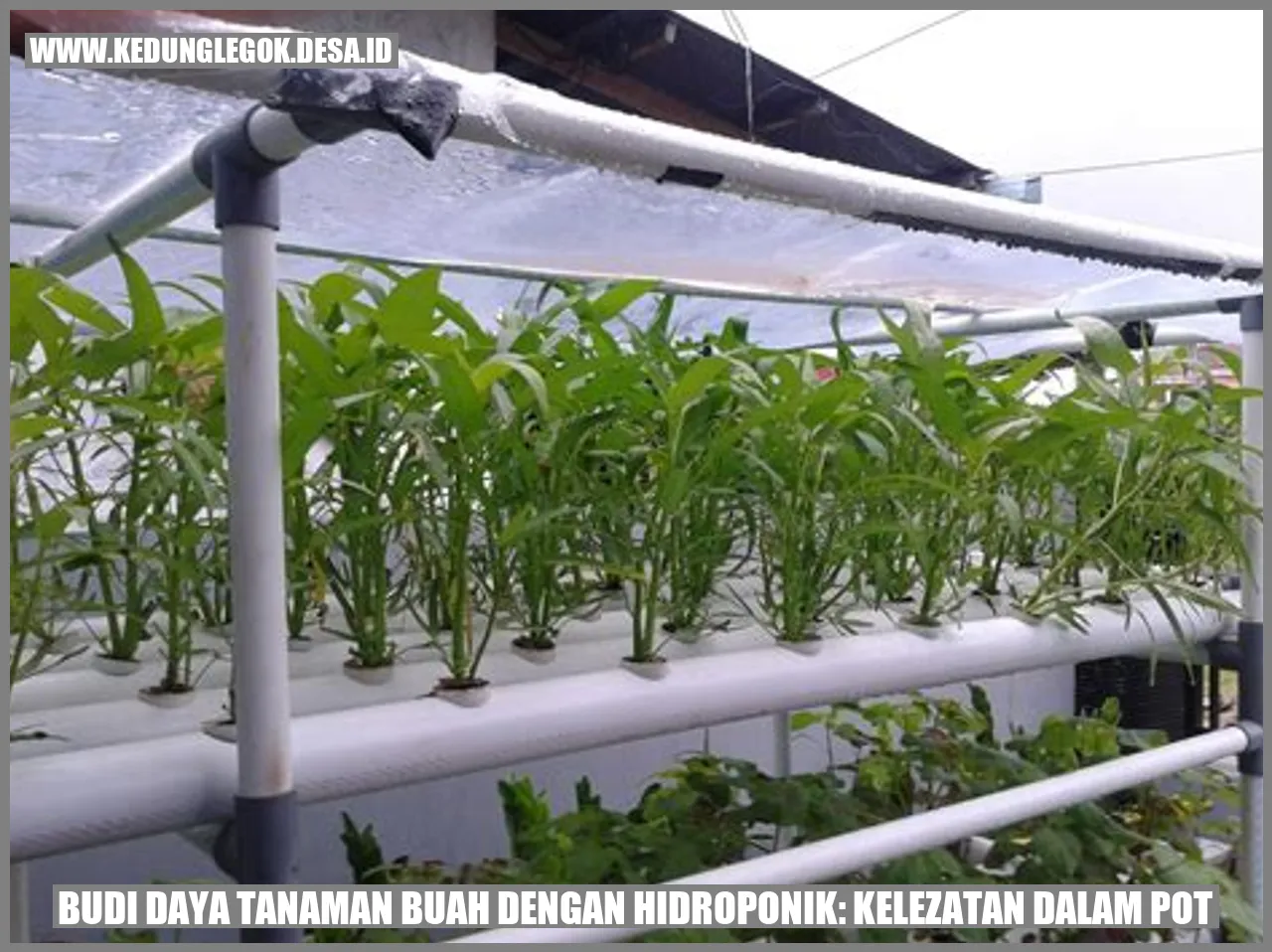 Budi Daya Tanaman Buah dengan Hidroponik: Kelezatan dalam Pot