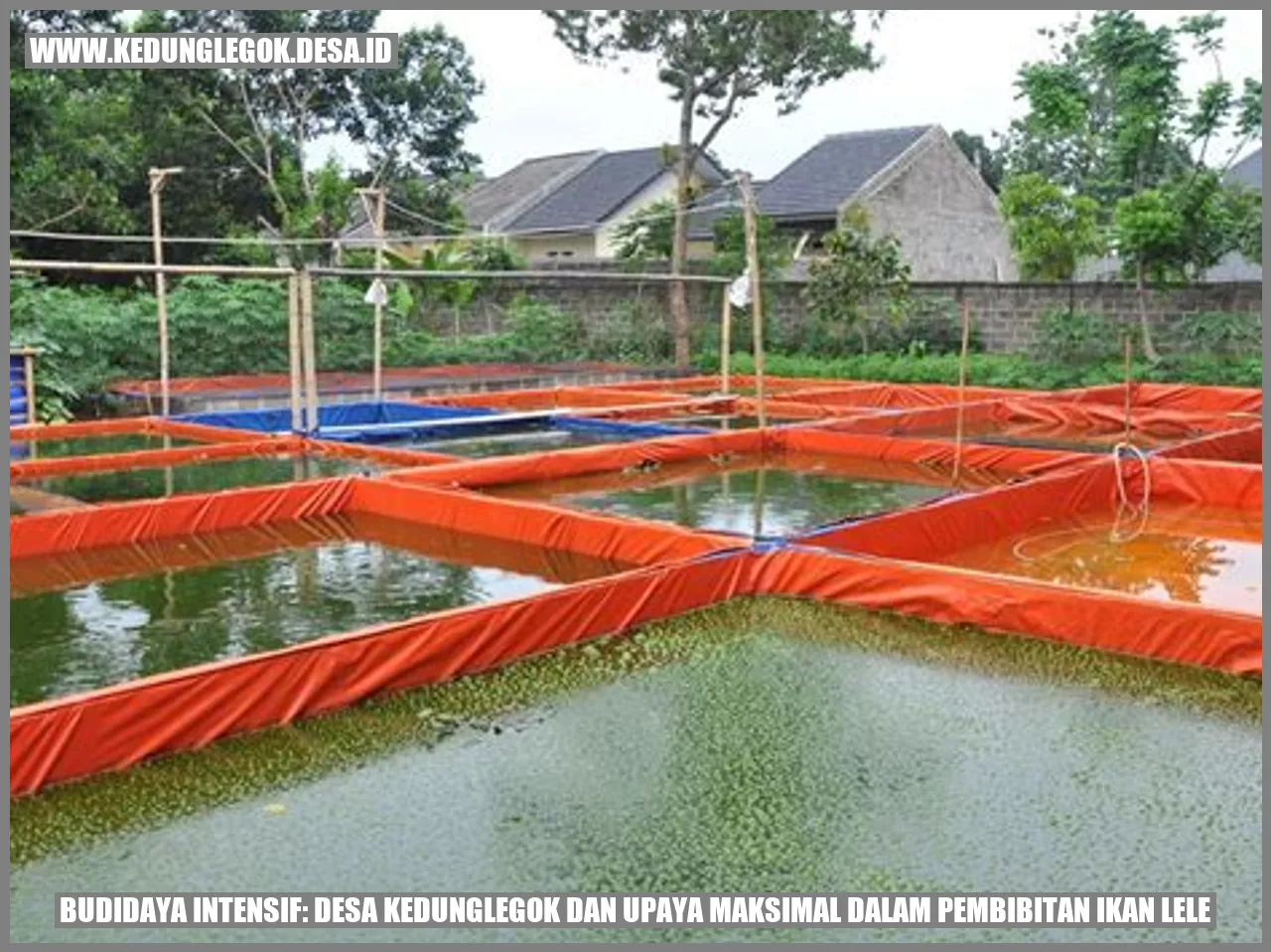 Gambar Ikan Lele