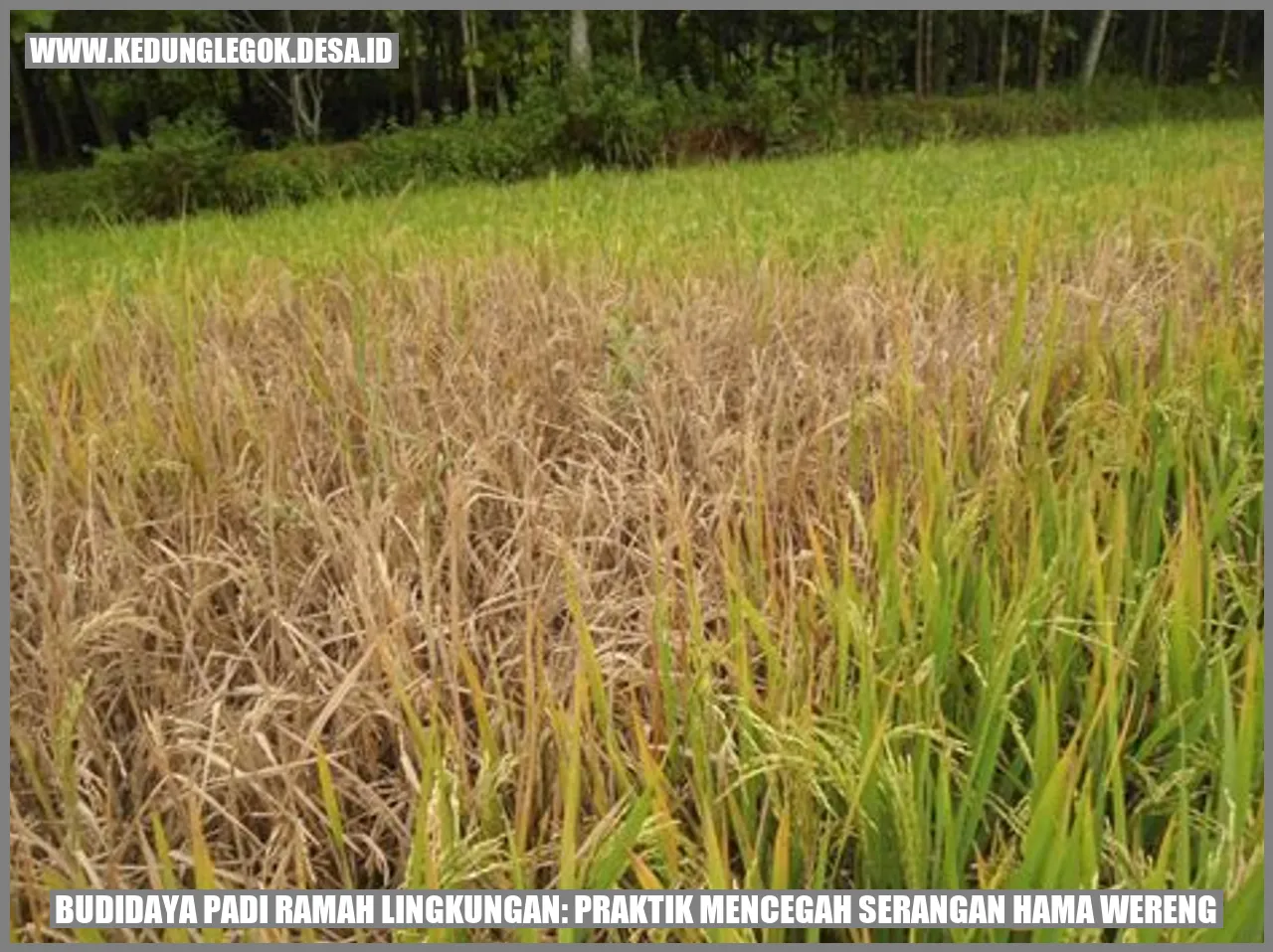 Budidaya Padi Ramah Lingkungan: Praktik Mencegah Serangan Hama Wereng