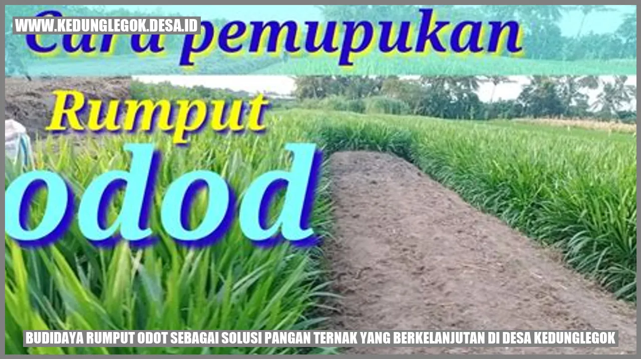 Budidaya Rumput Odot