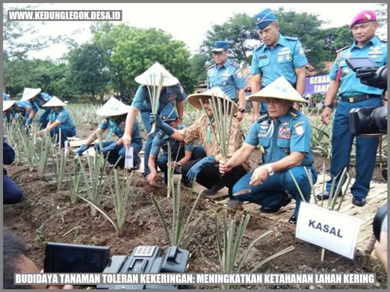 Budidaya Tanaman Toleran Kekeringan: Meningkatkan Ketahanan Lahan Kering