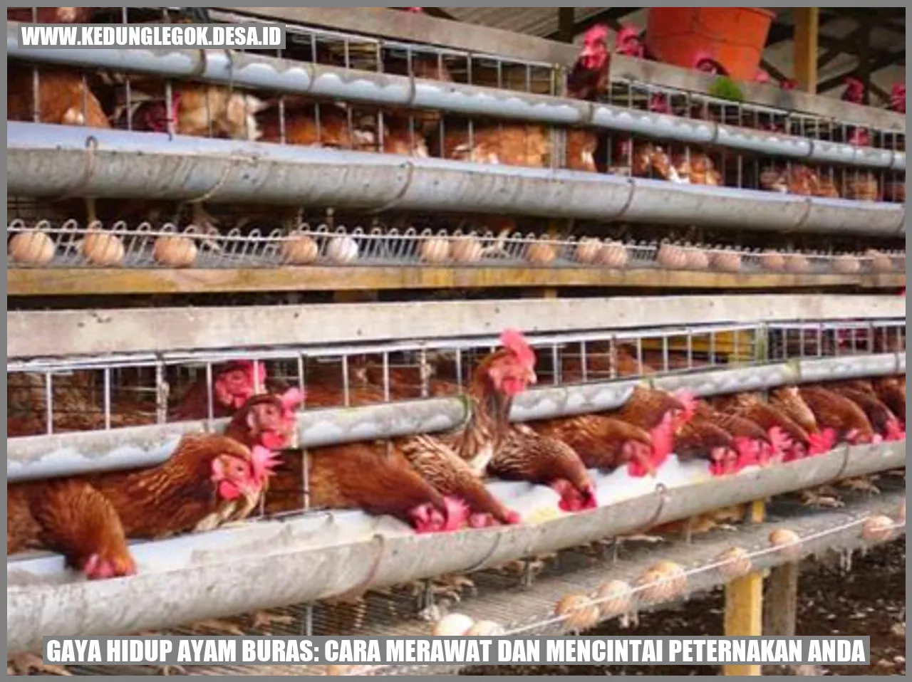 Gaya Hidup Ayam Buras: Cara Merawat dan Mencintai Peternakan Anda