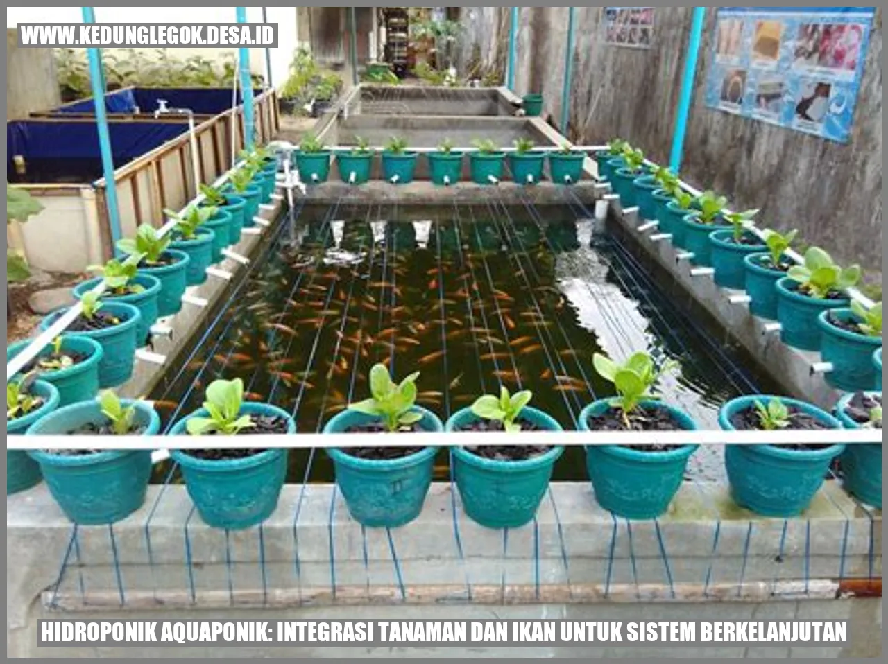 Hidroponik Aquaponik: Integrasi Tanaman dan Ikan untuk Sistem Berkelanjutan