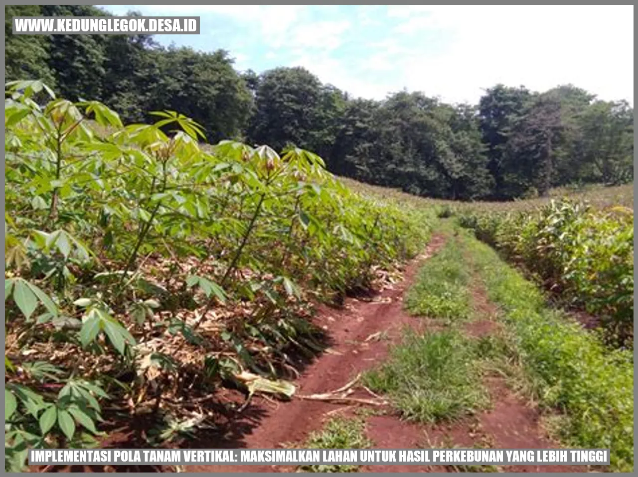 Implementasi Pola Tanam Vertikal: Maksimalkan Lahan untuk Hasil Perkebunan yang Lebih Tinggi