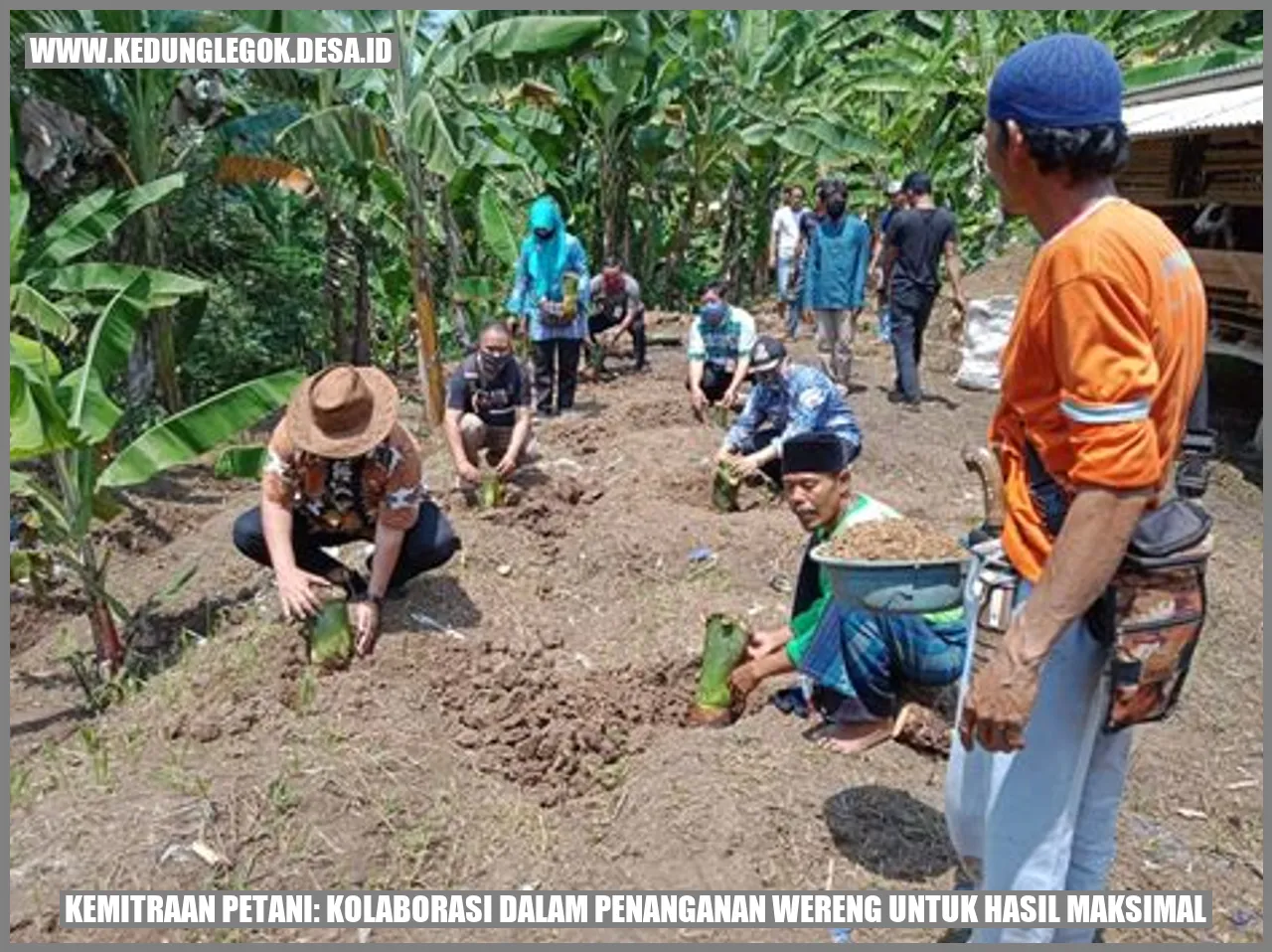 Kemitraan Petani: Kolaborasi dalam Penanganan Wereng untuk Hasil Maksimal