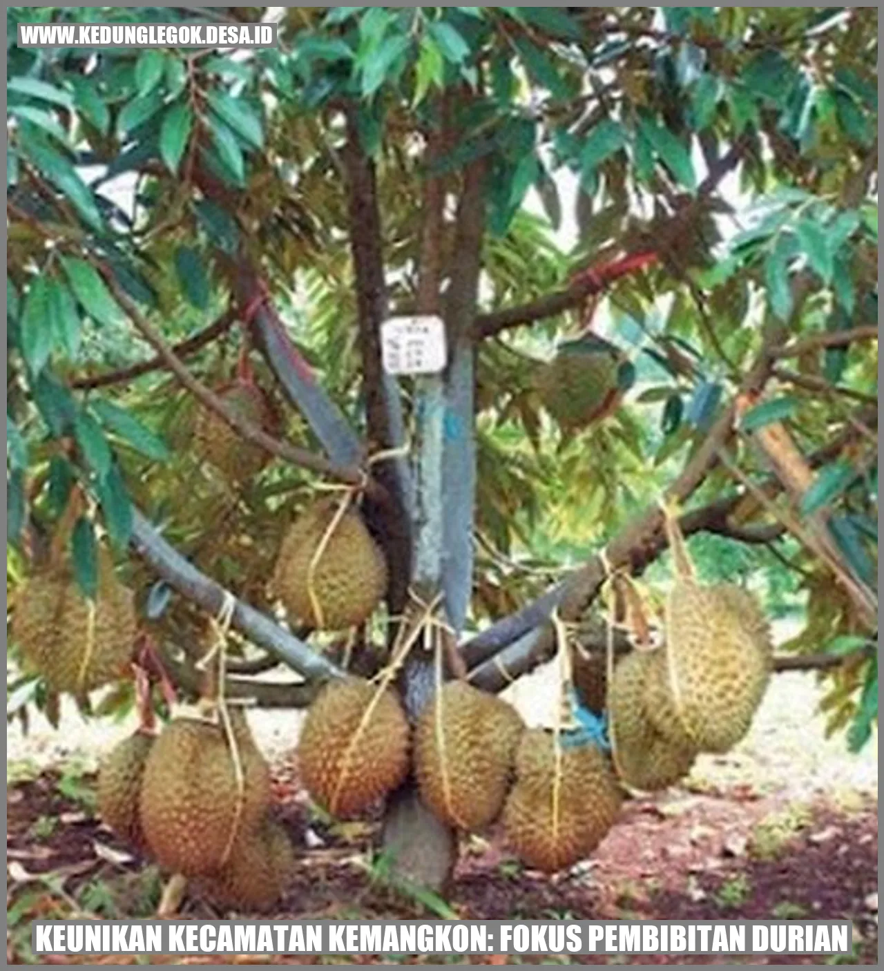 Keunikan Kecamatan Kemangkon: Fokus Pembibitan Durian