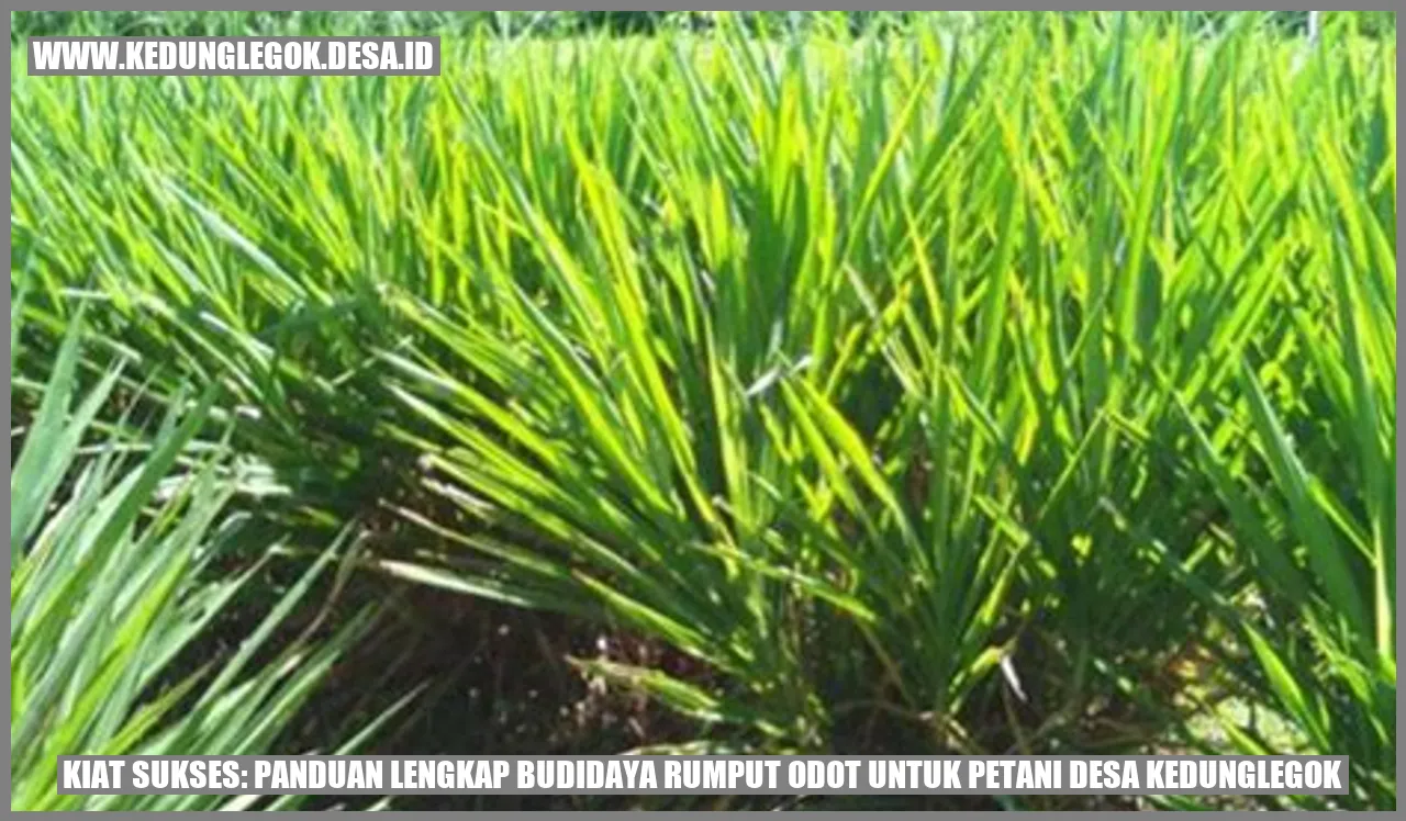 Kiat Sukses: Panduan Lengkap Budidaya Rumput Odot untuk Petani Desa Kedunglegok