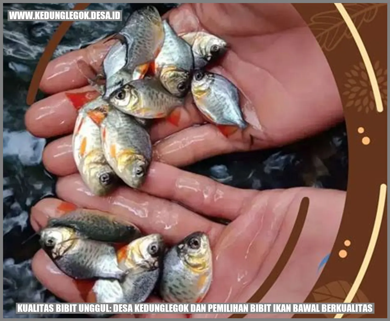 Kualitas Bibit Unggul: Desa Kedunglegok dan Pemilihan Bibit Ikan Bawal Berkualitas