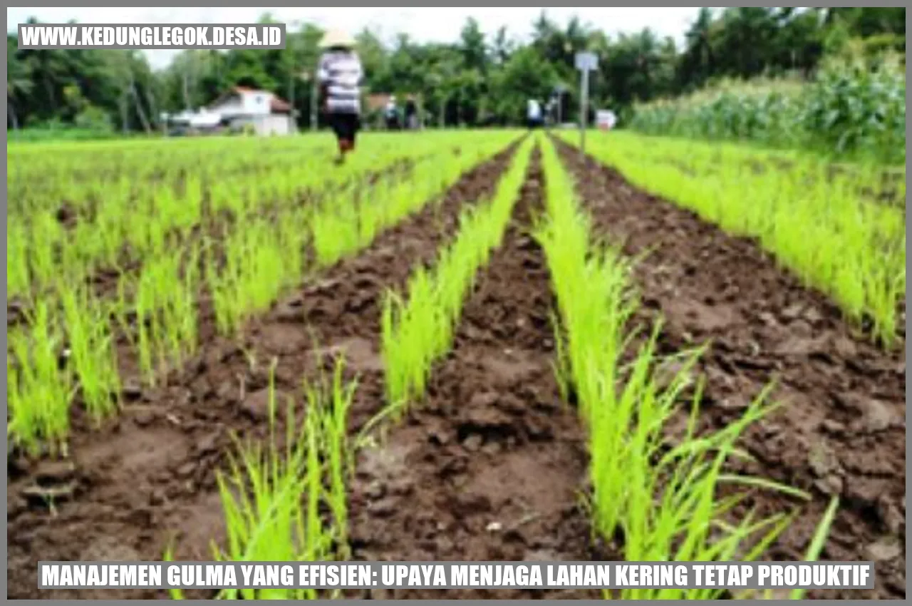 Manajemen Gulma yang Efisien: Upaya Menjaga Lahan Kering Tetap Produktif