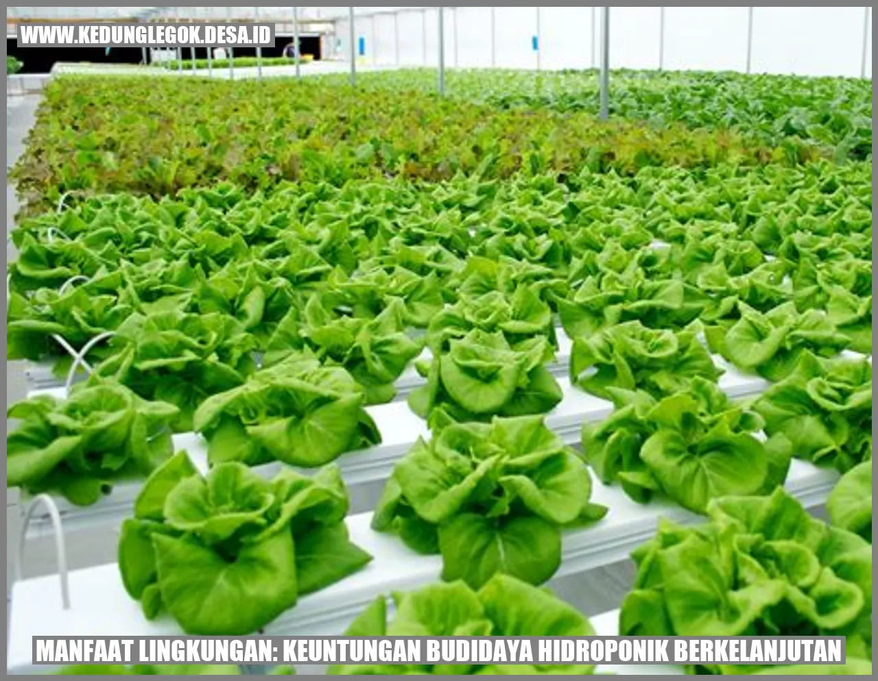 Manfaat Lingkungan: Keuntungan Budidaya Hidroponik Berkelanjutan