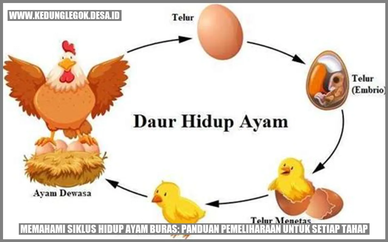 Memahami Siklus Hidup Ayam Buras: Panduan Pemeliharaan untuk Setiap Tahap