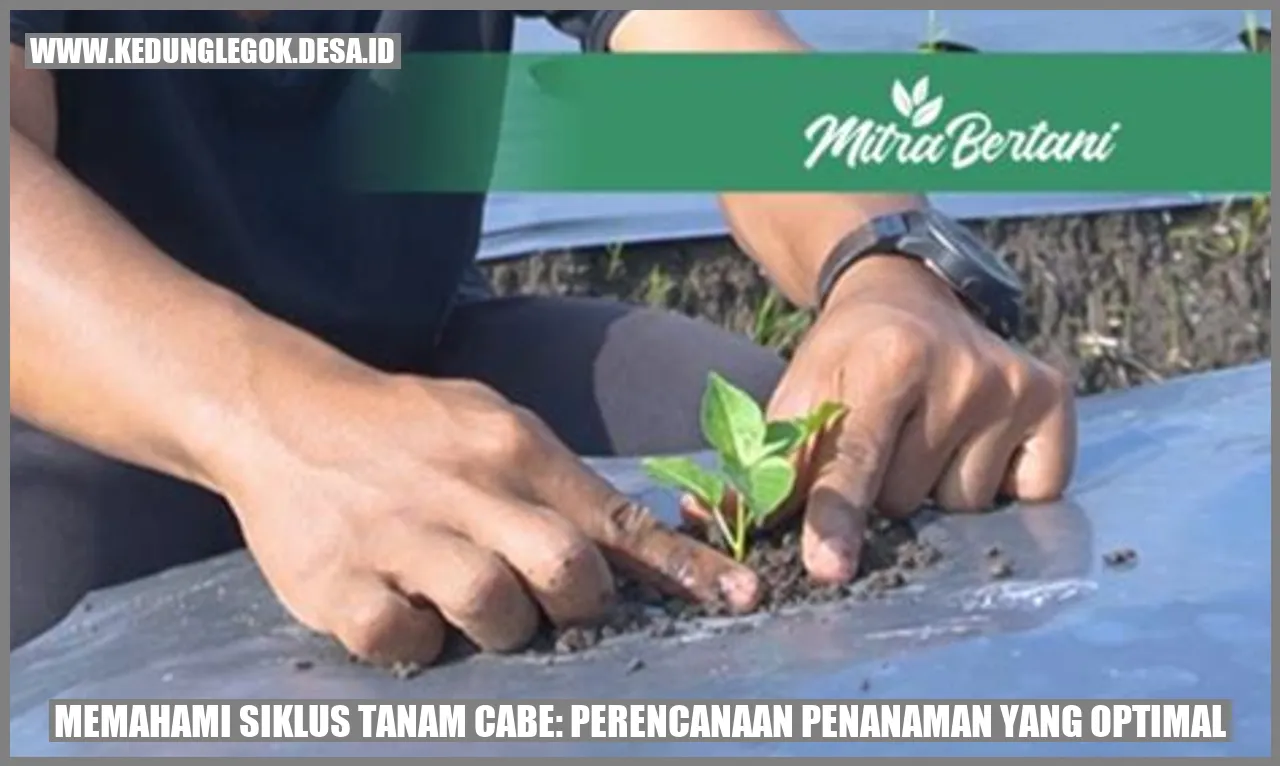 Memahami Siklus Tanam Cabe: Perencanaan Penanaman yang Optimal