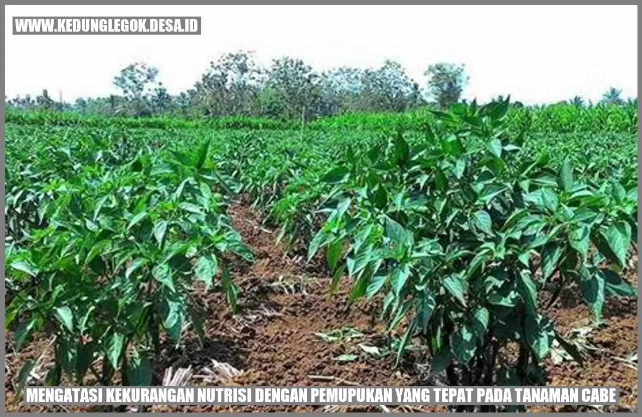 Mengatasi Kekurangan Nutrisi dengan Pemupukan yang Tepat pada Tanaman Cabe