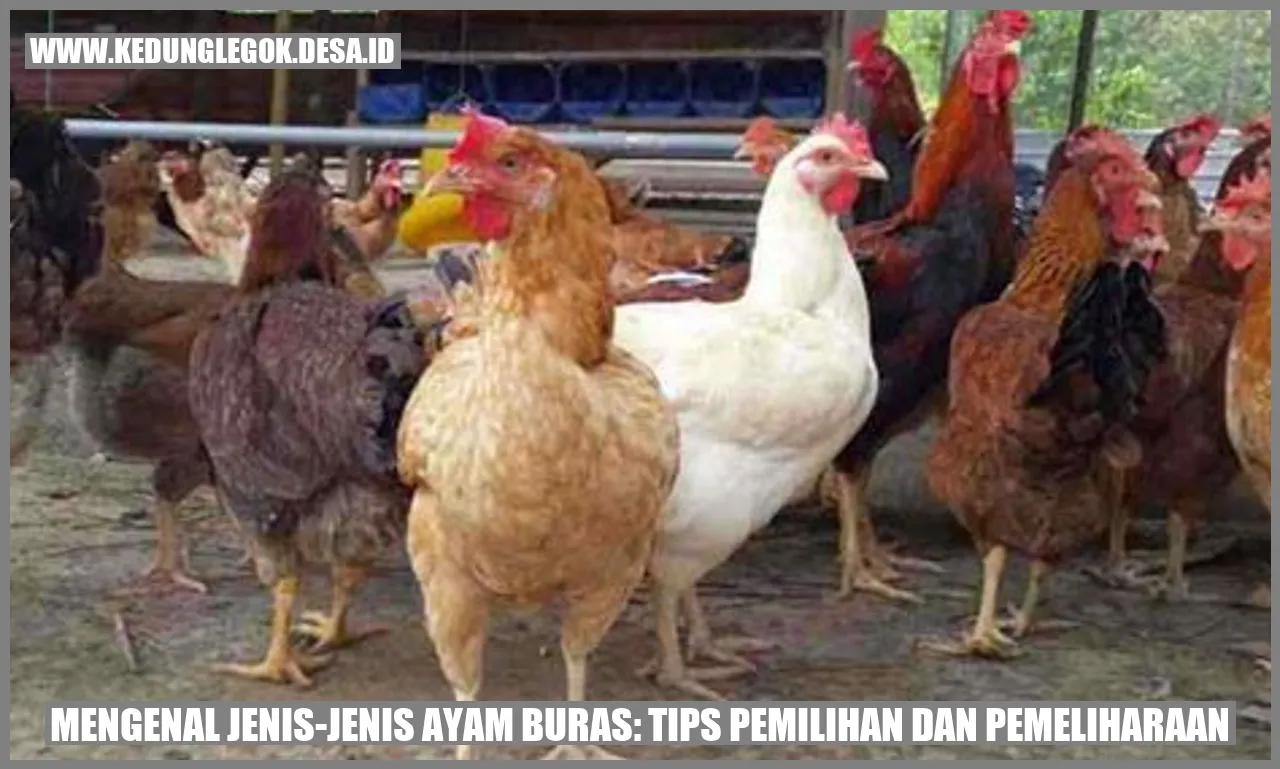 Mengenal Jenis-Jenis Ayam Buras: Tips Pemilihan dan Pemeliharaan