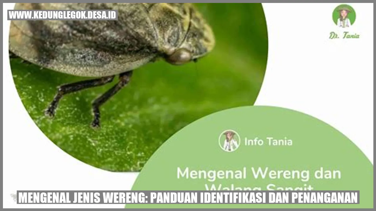 Mengenal Jenis Wereng: Panduan Identifikasi dan Penanganan