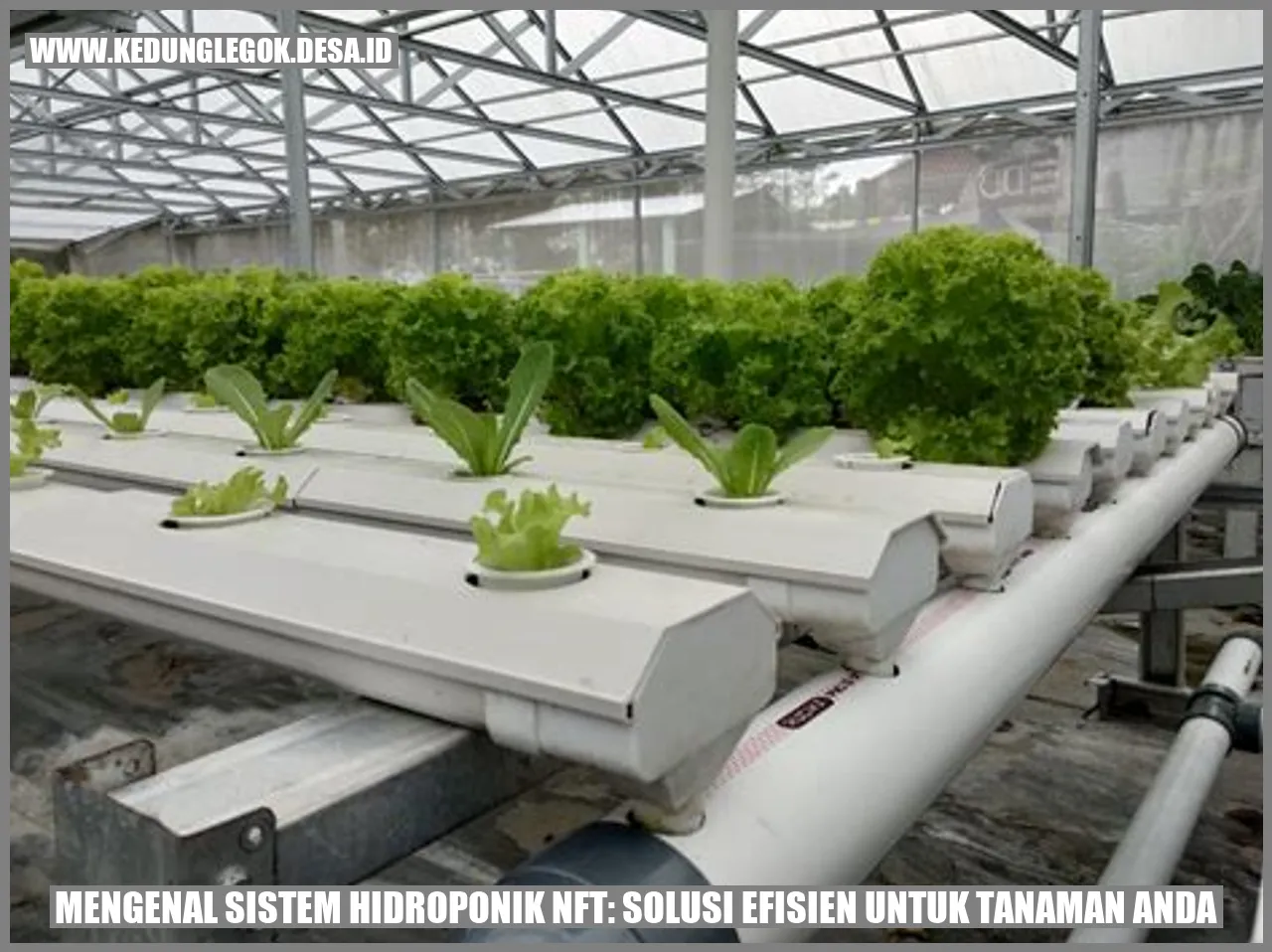 Mengenal Sistem Hidroponik NFT: Solusi Efisien untuk Tanaman Anda