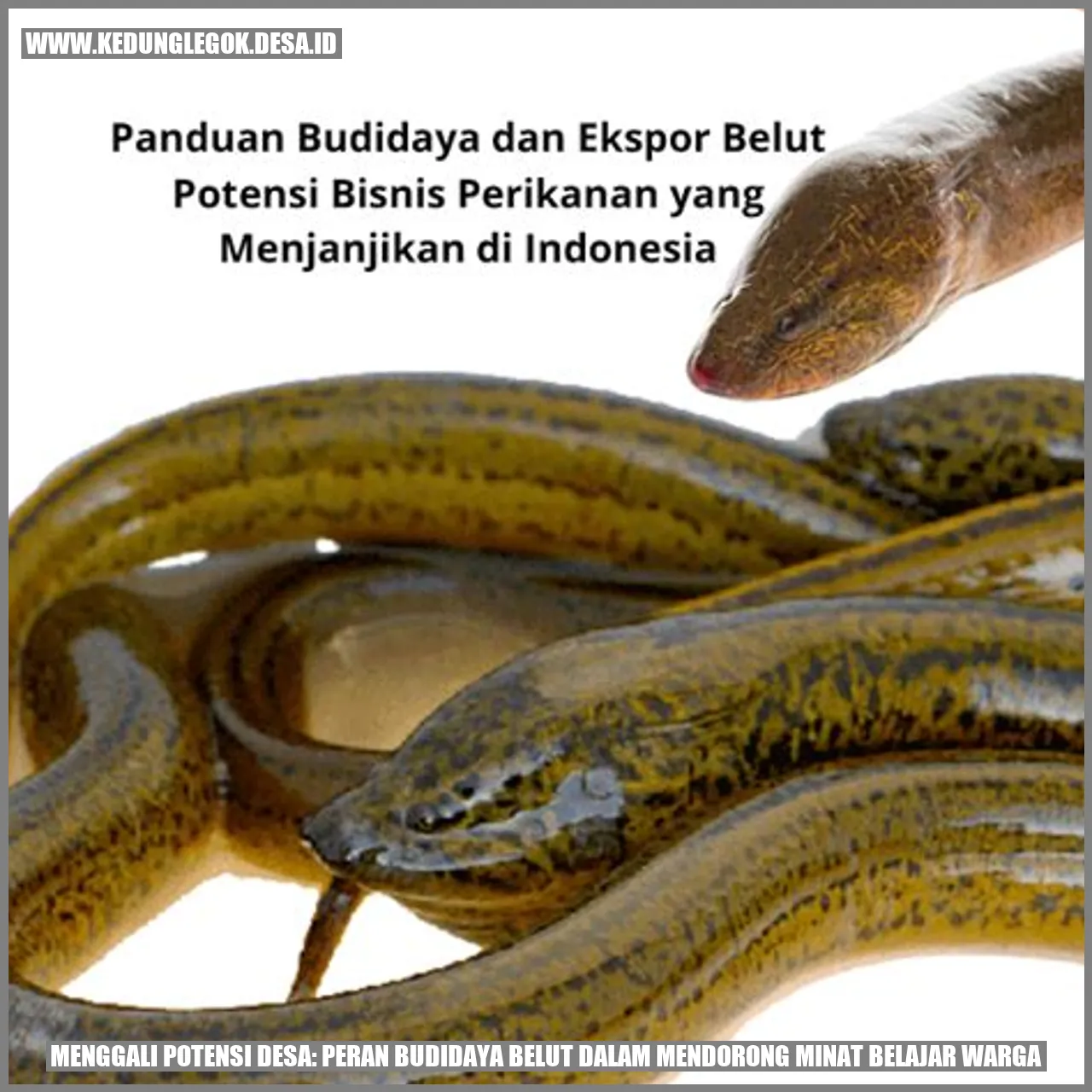 Menggali Potensi Desa: Peran Budidaya Belut dalam Mendorong Minat Belajar Warga