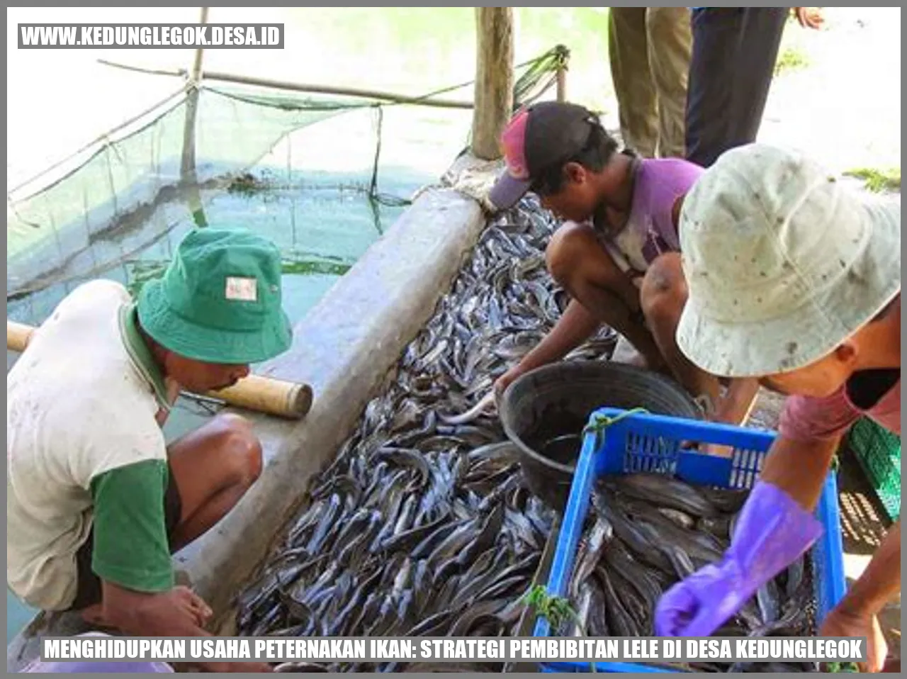 Gambar Pembibitan Lele