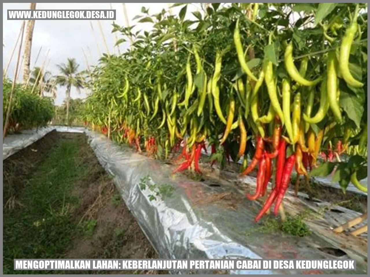 Mengoptimalkan Lahan: Keberlanjutan Pertanian Cabai di Desa Kedunglegok