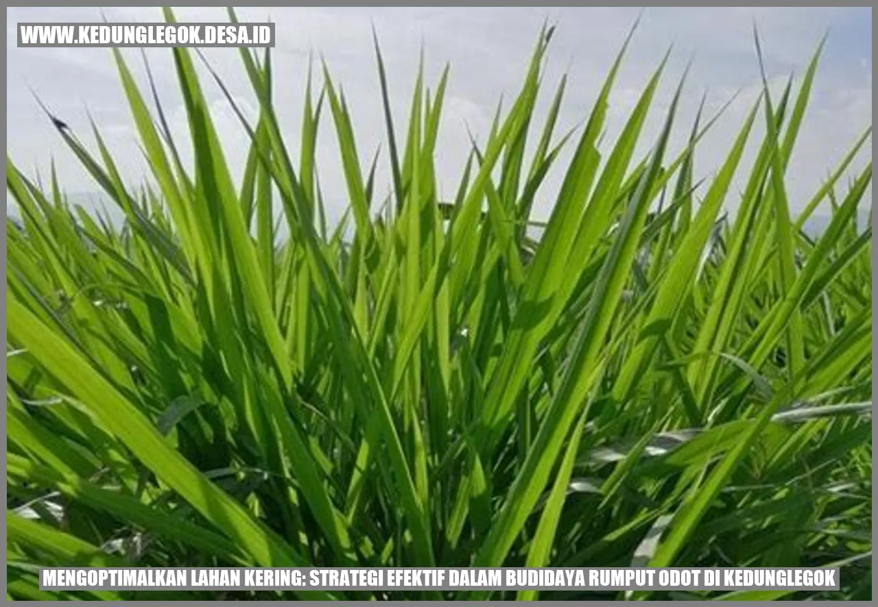 Mengoptimalkan Lahan Kering: Strategi Efektif dalam Budidaya Rumput Odot di Kedunglegok