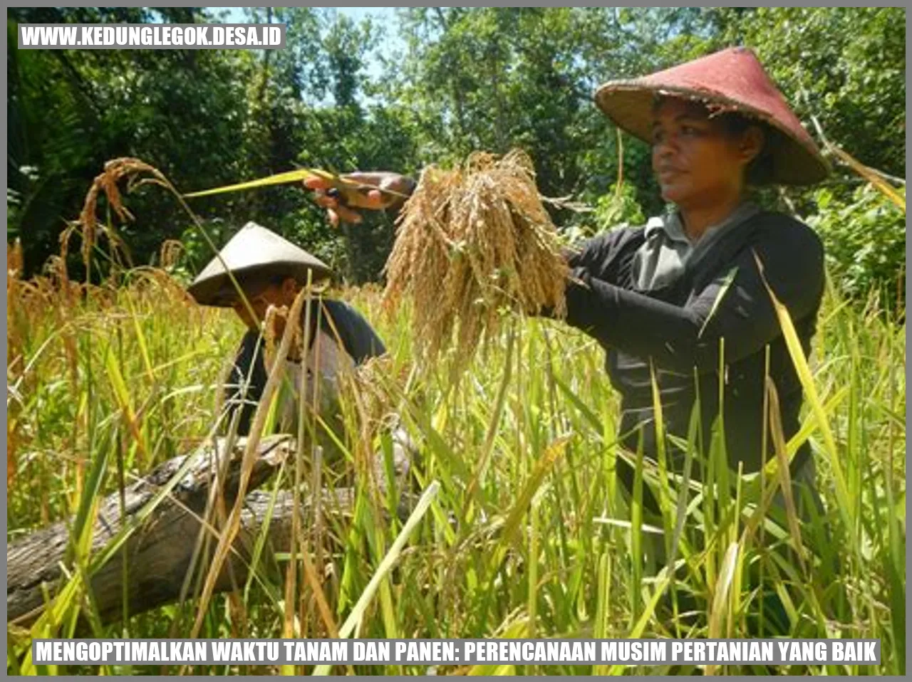 Mengoptimalkan Waktu Tanam dan Panen: Perencanaan Musim Pertanian yang Baik