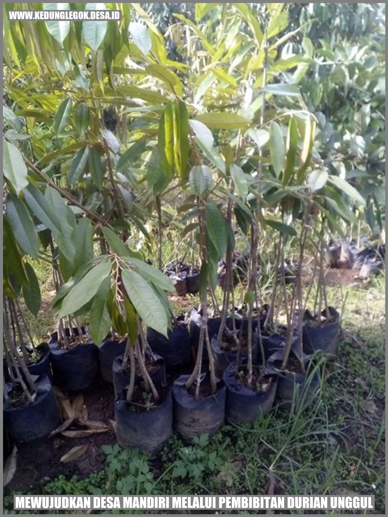 Mewujudkan Desa Mandiri Melalui Pembibitan Durian Unggul