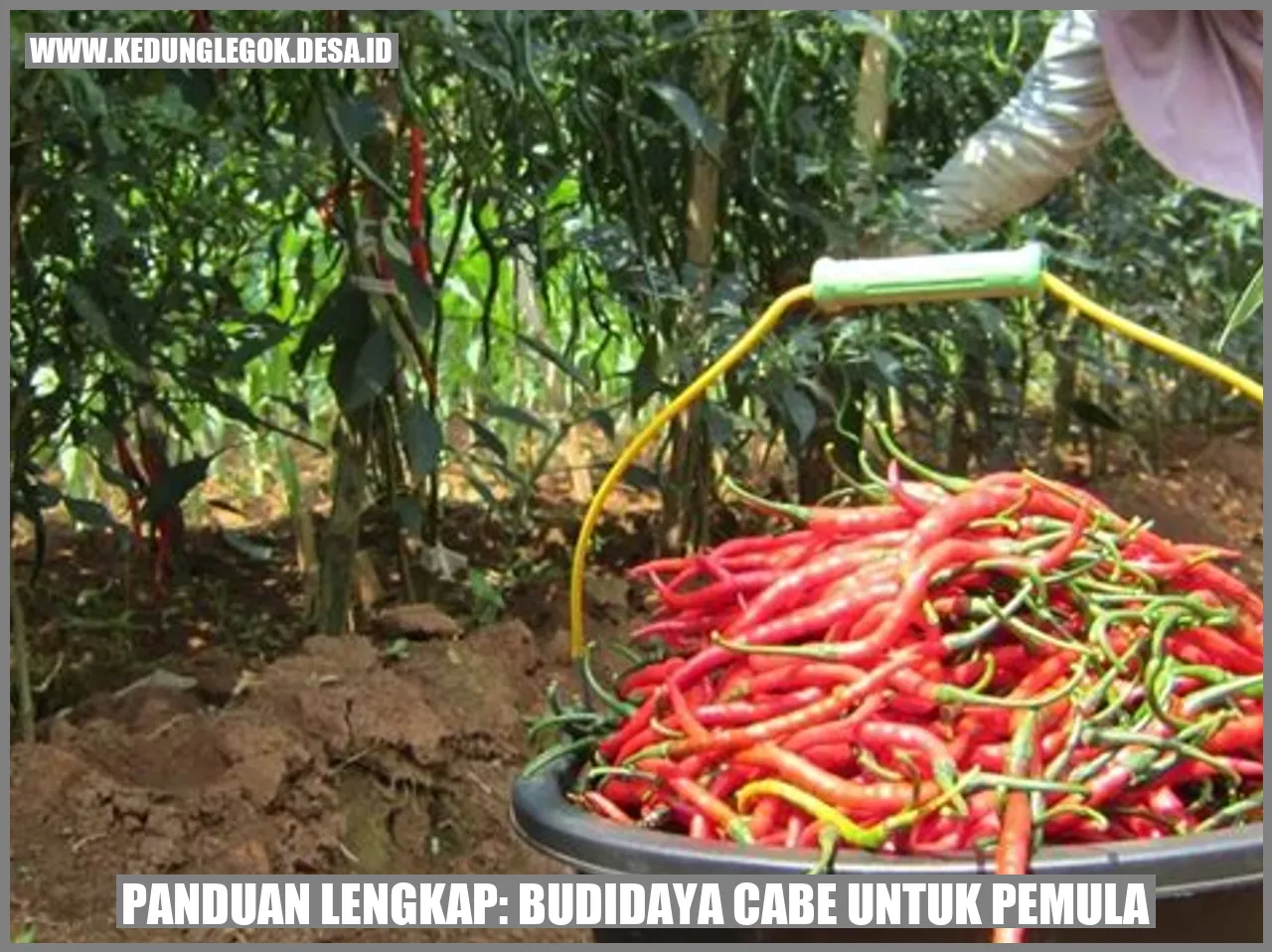 Budidaya Cabe