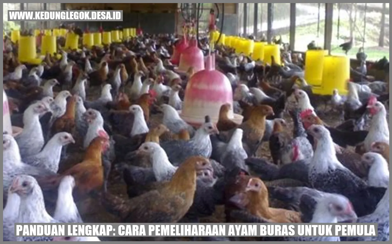 Panduan Lengkap: Cara Pemeliharaan Ayam Buras untuk Pemula