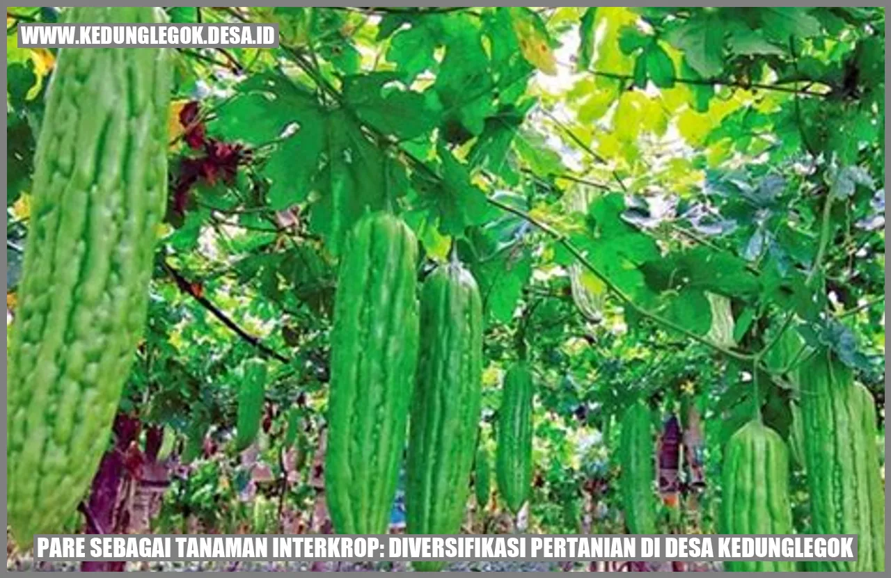 Pare Sebagai Tanaman Interkrop: Diversifikasi Pertanian di Desa Kedunglegok