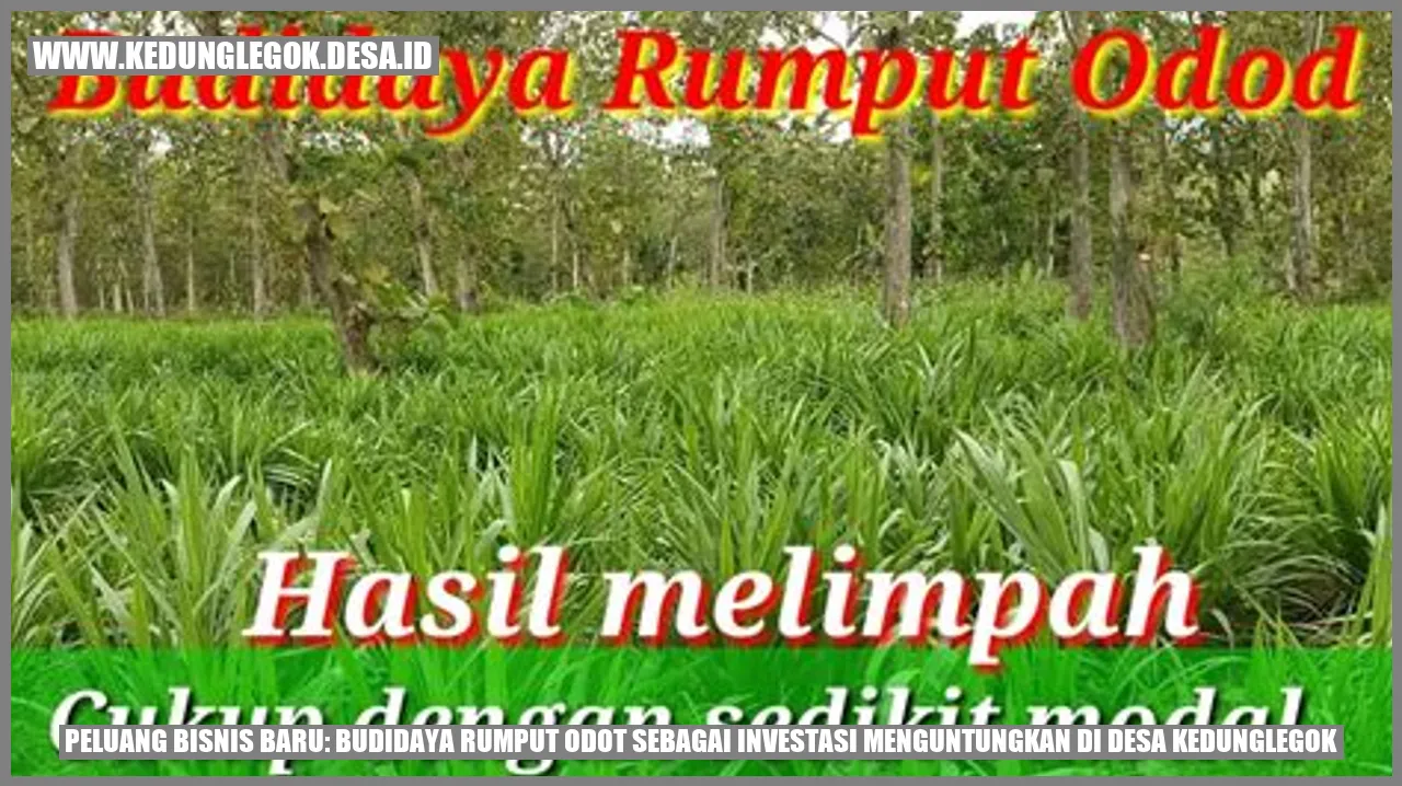 Peluang Bisnis Baru: Budidaya Rumput Odot Sebagai Investasi Menguntungkan di Desa Kedunglegok