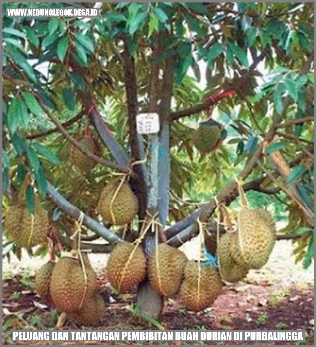 Peluang dan Tantangan Pembibitan Buah Durian di Purbalingga