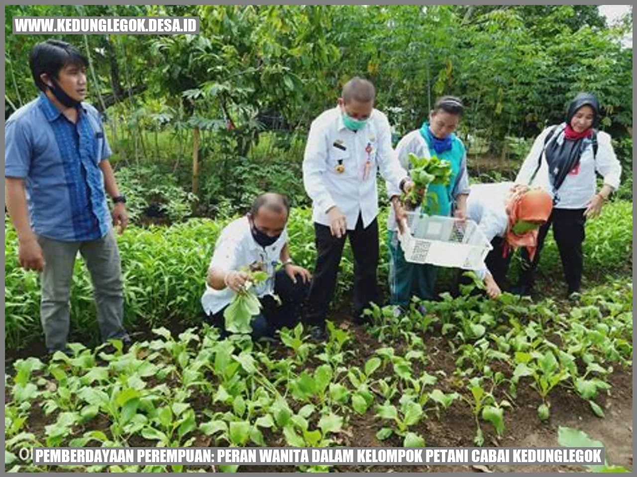 Pemberdayaan Perempuan: Peran Wanita dalam Kelompok Petani Cabai Kedunglegok