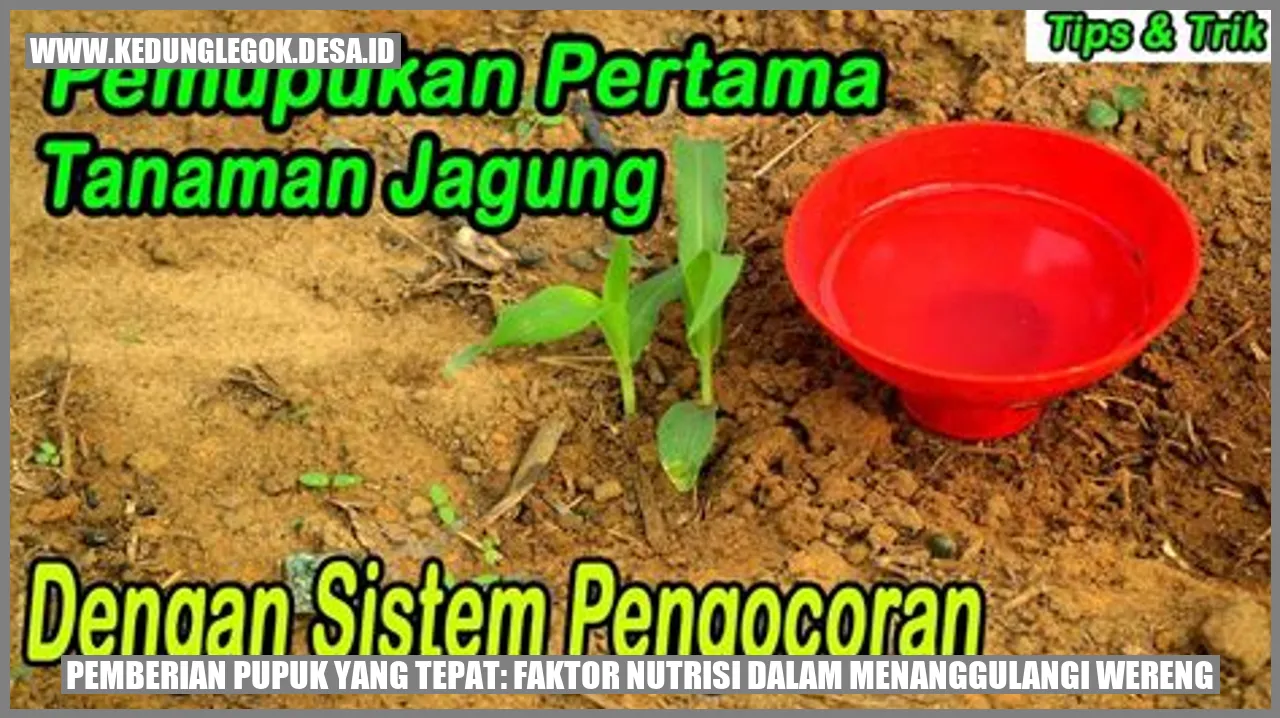 Pemberian Pupuk yang Tepat: Faktor Nutrisi dalam Menanggulangi Wereng