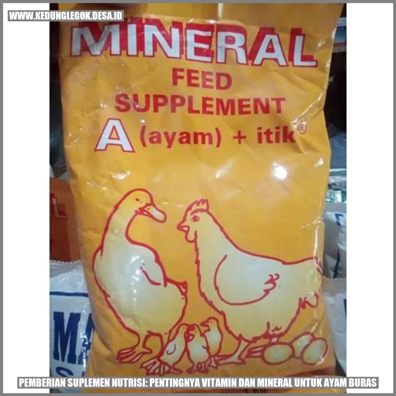 Pemberian Suplemen Nutrisi: Pentingnya Vitamin dan Mineral untuk Ayam Buras
