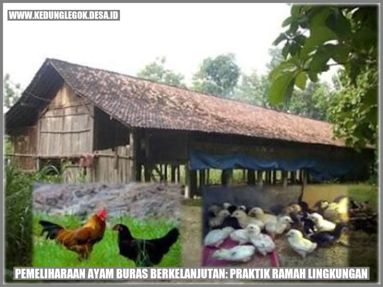 Pemeliharaan Ayam Buras Berkelanjutan: Praktik Ramah Lingkungan