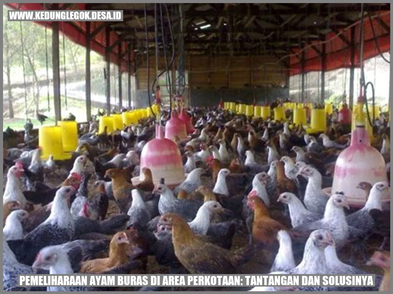 Ayam Buras