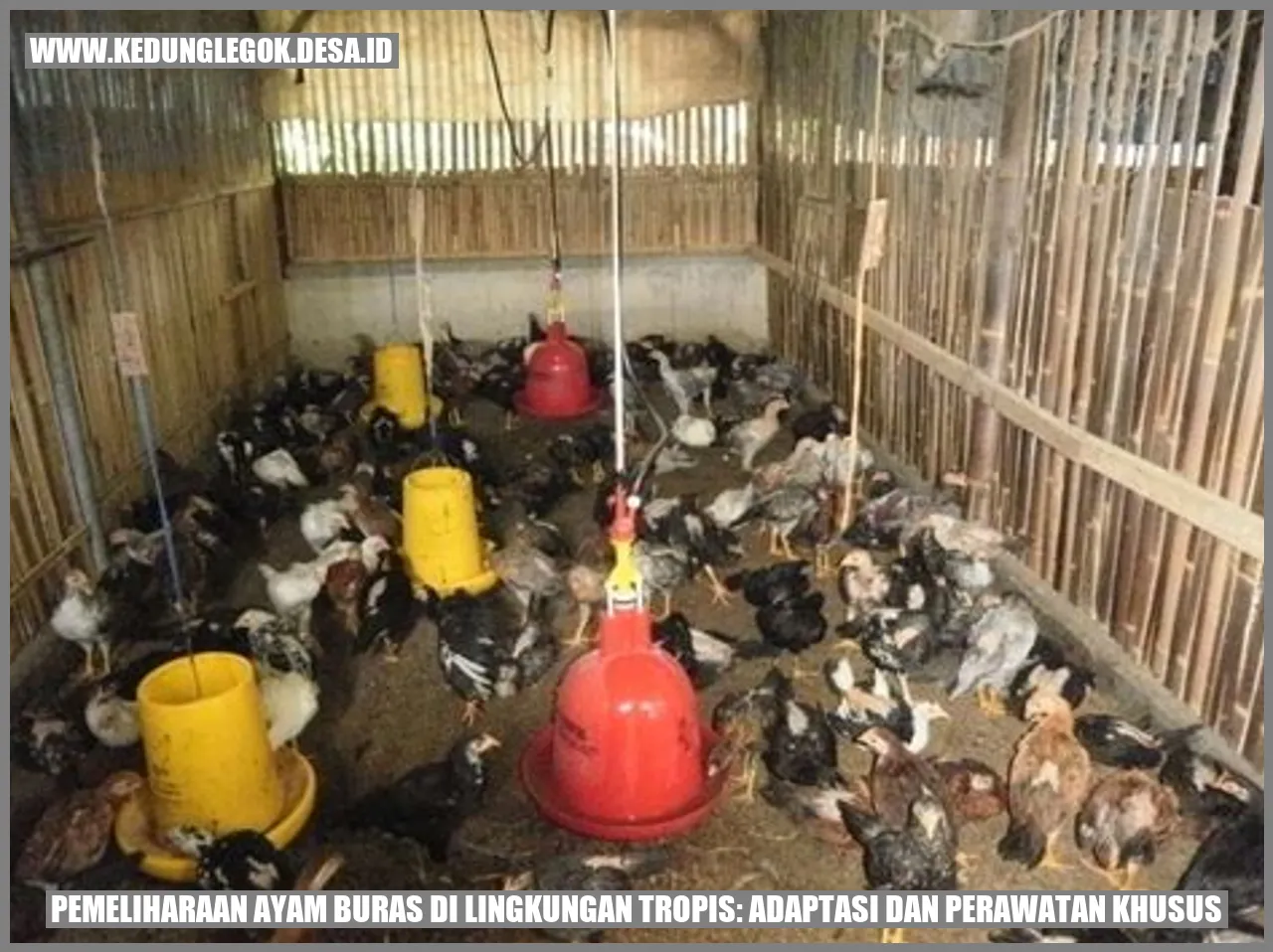 Ayam Buras