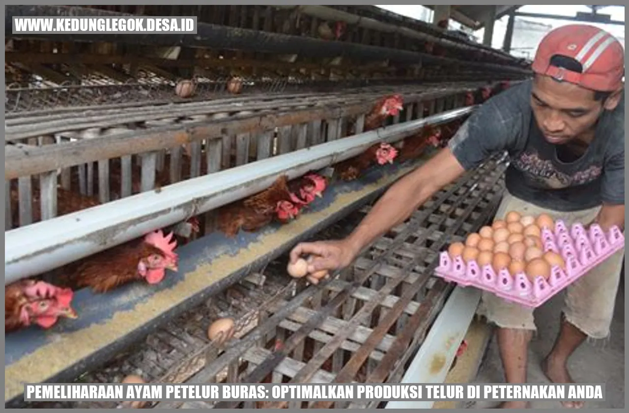 Ayam Petelur Buras