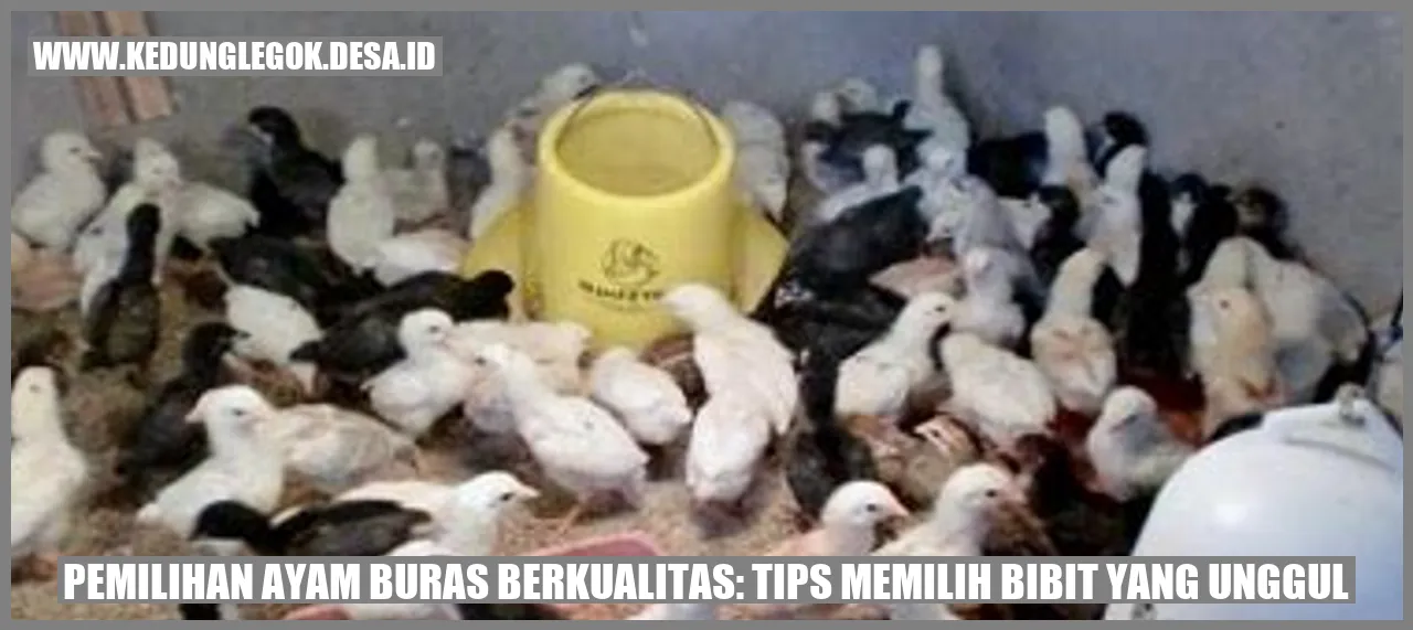 Pemilihan Ayam Buras Berkualitas: Tips Memilih Bibit yang Unggul