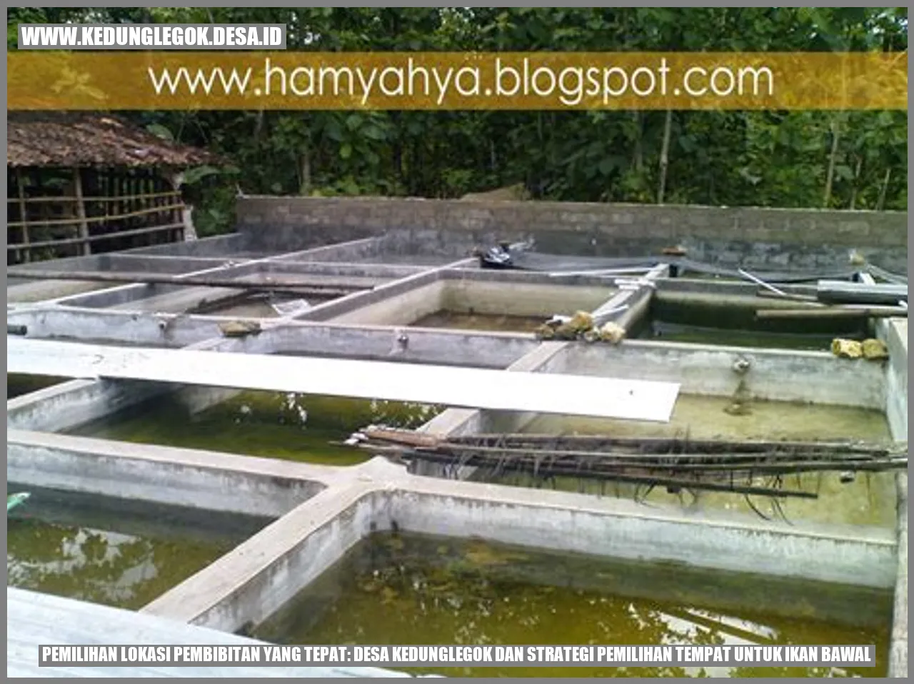 Pemilihan Lokasi Pembibitan yang Tepat: Desa Kedunglegok dan Strategi Pemilihan Tempat untuk Ikan Bawal