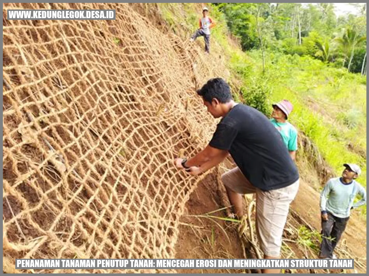 Penanaman Tanaman Penutup Tanah: Mencegah Erosi dan Meningkatkan Struktur Tanah