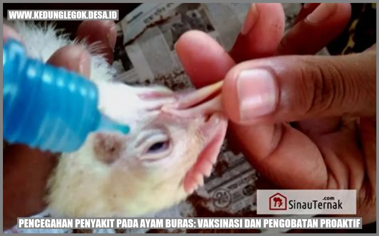 Pencegahan Penyakit pada Ayam Buras: Vaksinasi dan Pengobatan Proaktif