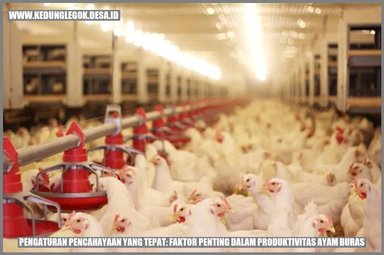 Pengaturan Pencahayaan yang Tepat: Faktor Penting dalam Produktivitas Ayam Buras