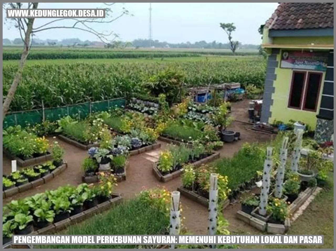 Pengembangan Model Perkebunan Sayuran
