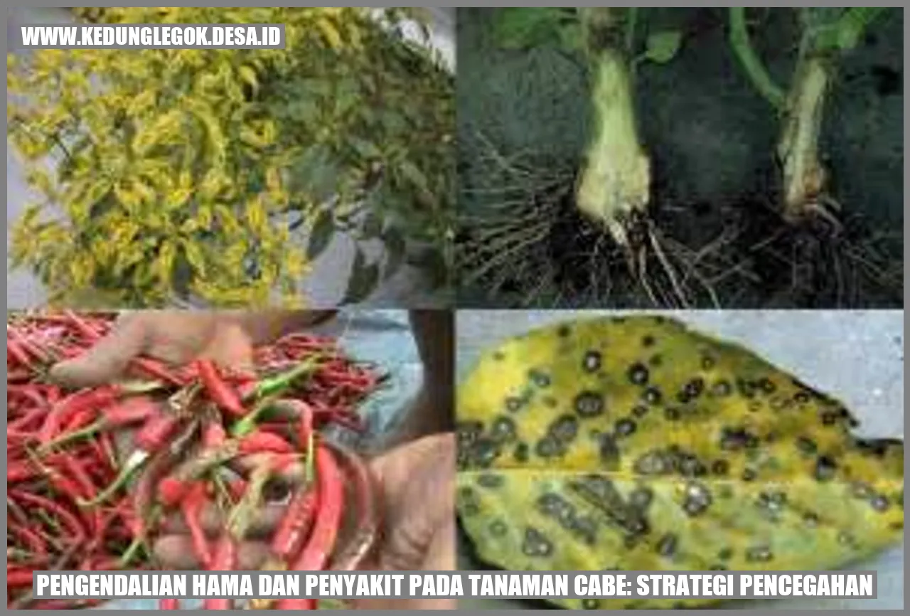 Pengendalian Hama dan Penyakit pada Tanaman Cabe: Strategi Pencegahan