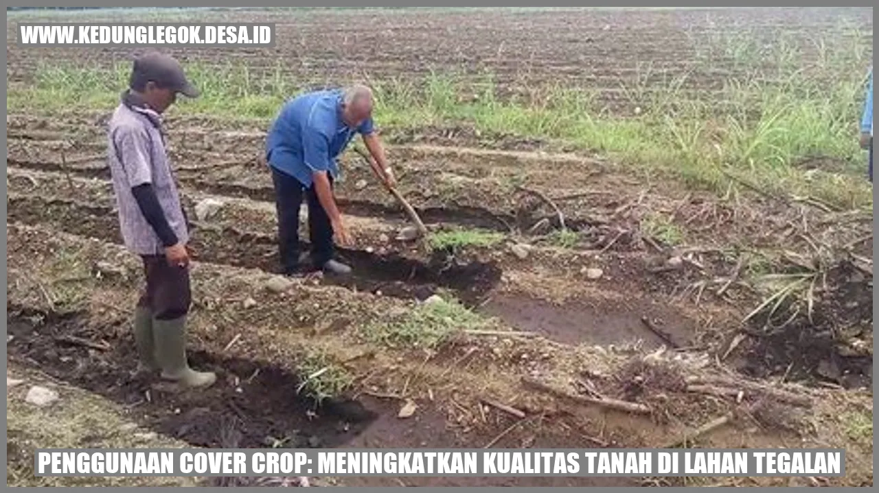 Penggunaan Cover Crop: Meningkatkan Kualitas Tanah di Lahan Tegalan